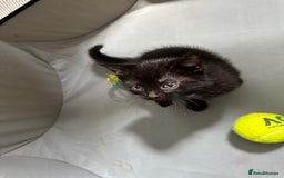 Domestic Shorthair cats for sale: For Sale! Three black cute and lovely kittens  - Image 12