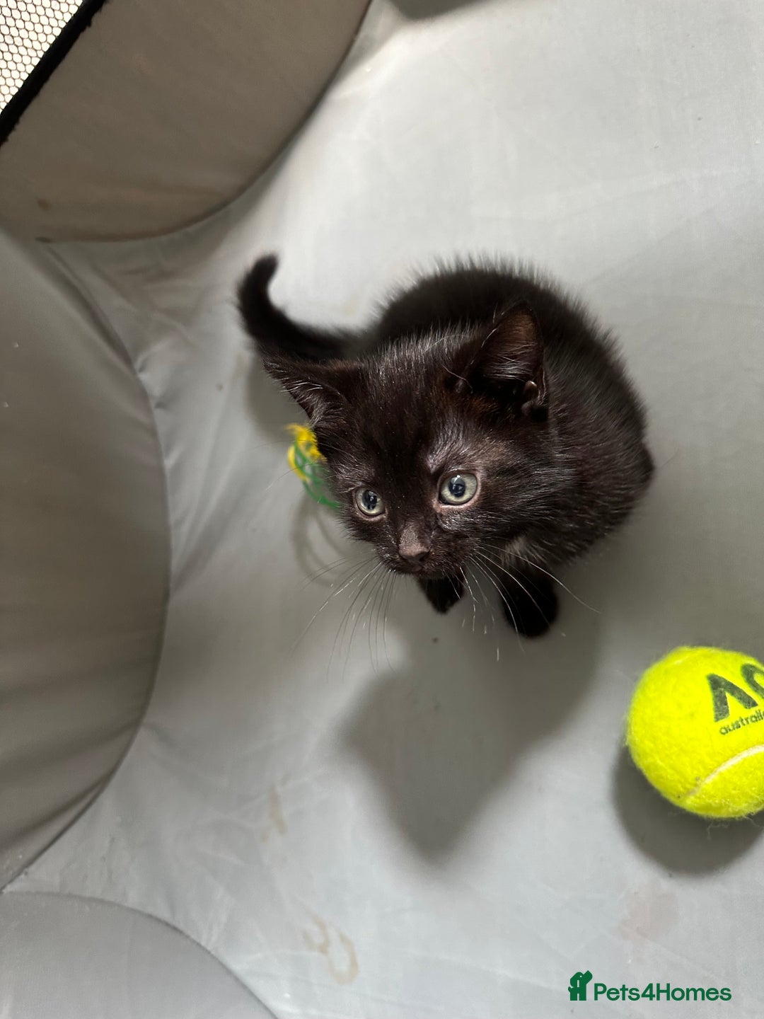Domestic Shorthair cats for sale: For Sale! Three black cute and lovely kittens  - Image 12