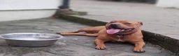 Staffordshire Bull Terrier dogs for sale: KC Red Staffordshire Bull Terrier  - Advert 7