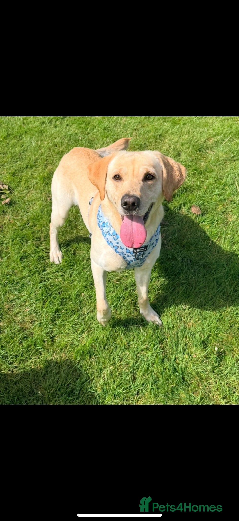 Labrador Retriever dogs Kylo  - Advert 16