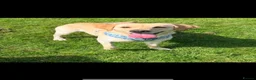 Labrador Retriever dogs for stud: Kylo  - Advert 1