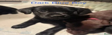 Dark blue collar