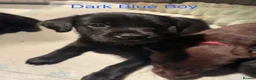 Labrador Retriever dogs for sale: Loveable Labrador Puppies  - Advert 11