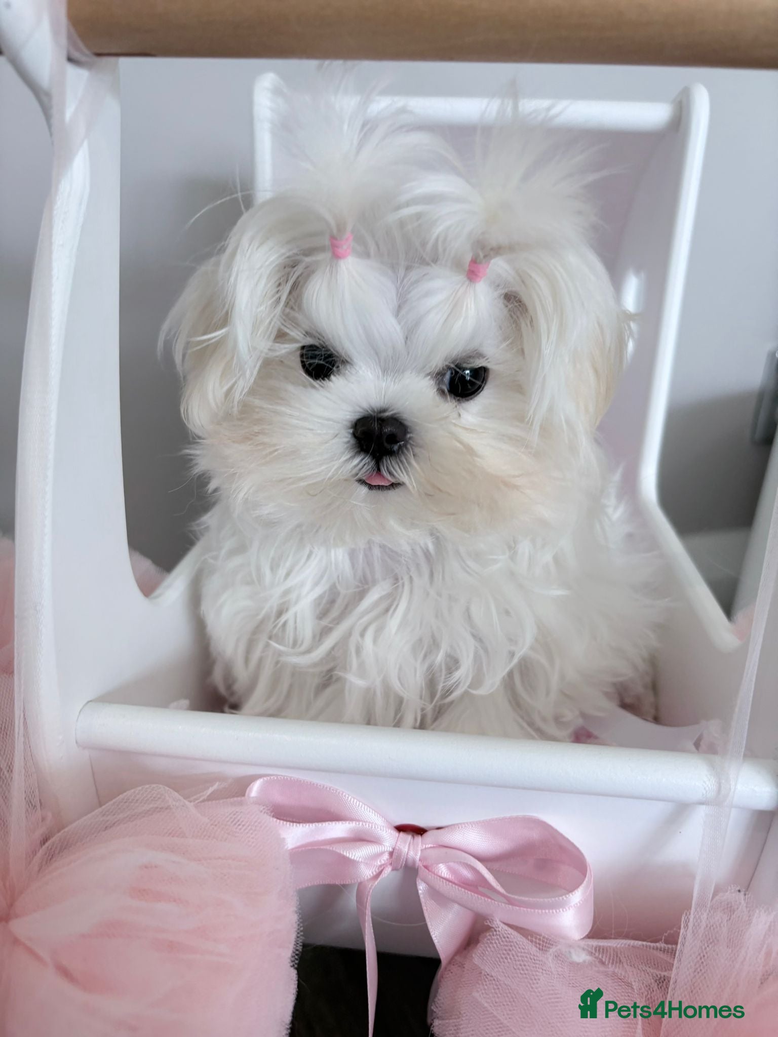 Maltese dogs Baby doll face Korean little Girl ( Ava) - Advert 4