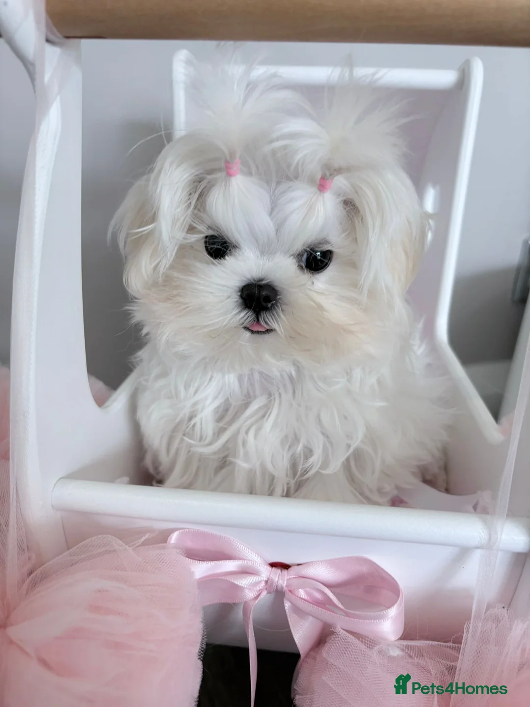 Maltese dogs for sale: Baby doll face Korean little Girl ( Ava) - Advert 1