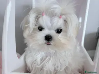 Maltese dogs Baby doll face Korean little Girl ( Ava) - Advert 5