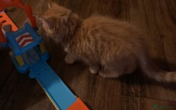 Mixed Breed cats for sale: Wonderful ginger Girl  - Image 8