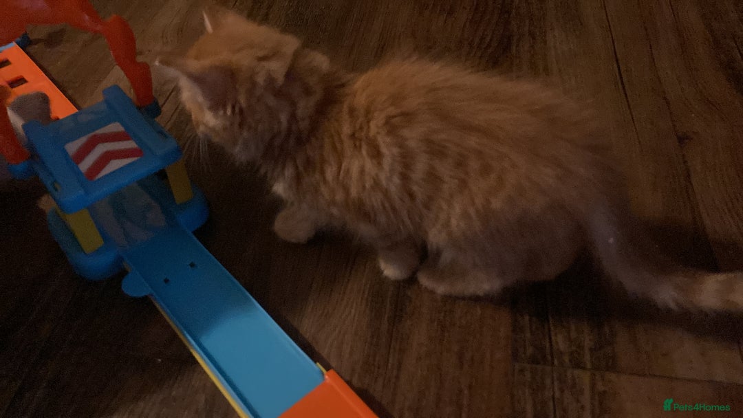 Mixed Breed cats for sale: Wonderful ginger Girl  - Image 8