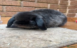 Mini Lop rabbits for sale: 1 x sable mini lop boy - Image 3
