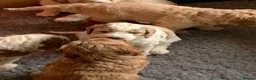 Double Doodle dogs for sale: ⭐️Premium Multi gen Double Doodle puppies - Advert 4