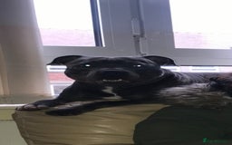 Staffordshire Bull Terrier dogs for stud: Blue Staffordshire bull terrier proven stud in Port Glasgow - Image 9