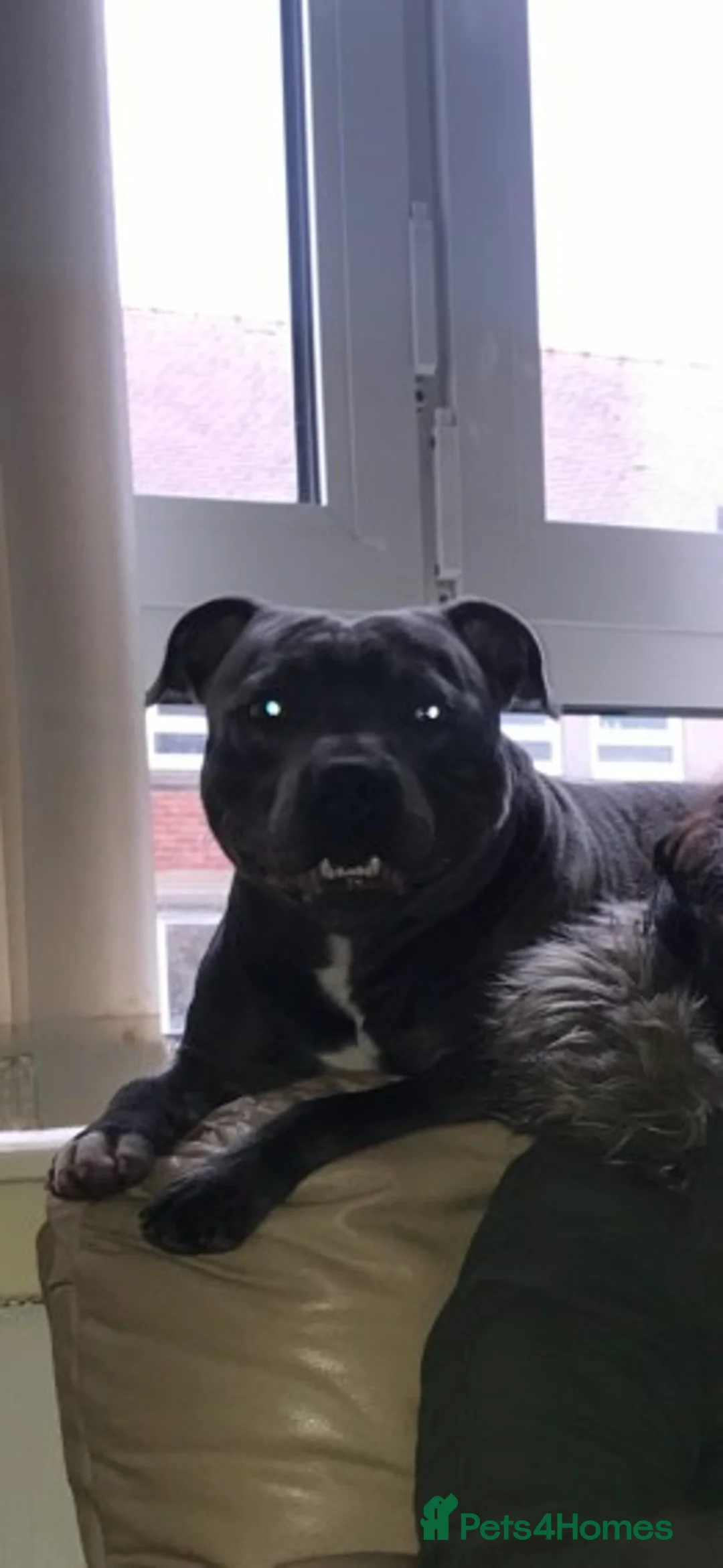 Staffordshire Bull Terrier dogs for stud: Blue Staffordshire bull terrier proven stud in Port Glasgow - Advert 9