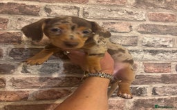 Miniature Dachshund dogs for sale: Kc reg min  Dachshund babies  - Image 13