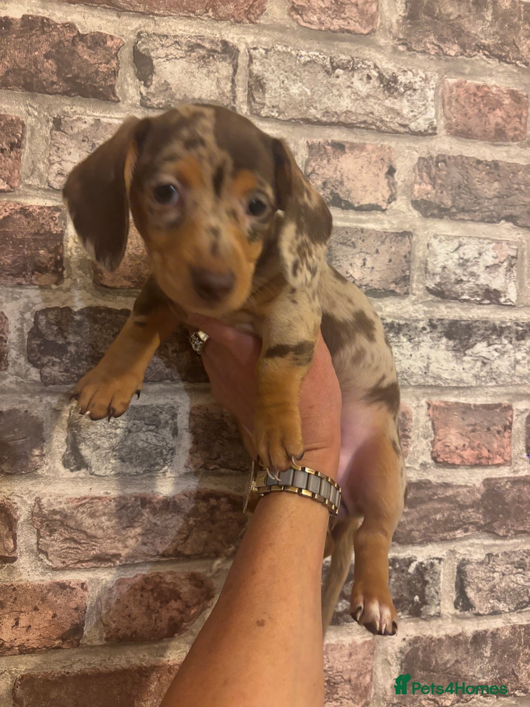 Miniature Dachshund dogs for sale: Kc reg min  Dachshund babies  - Image 13