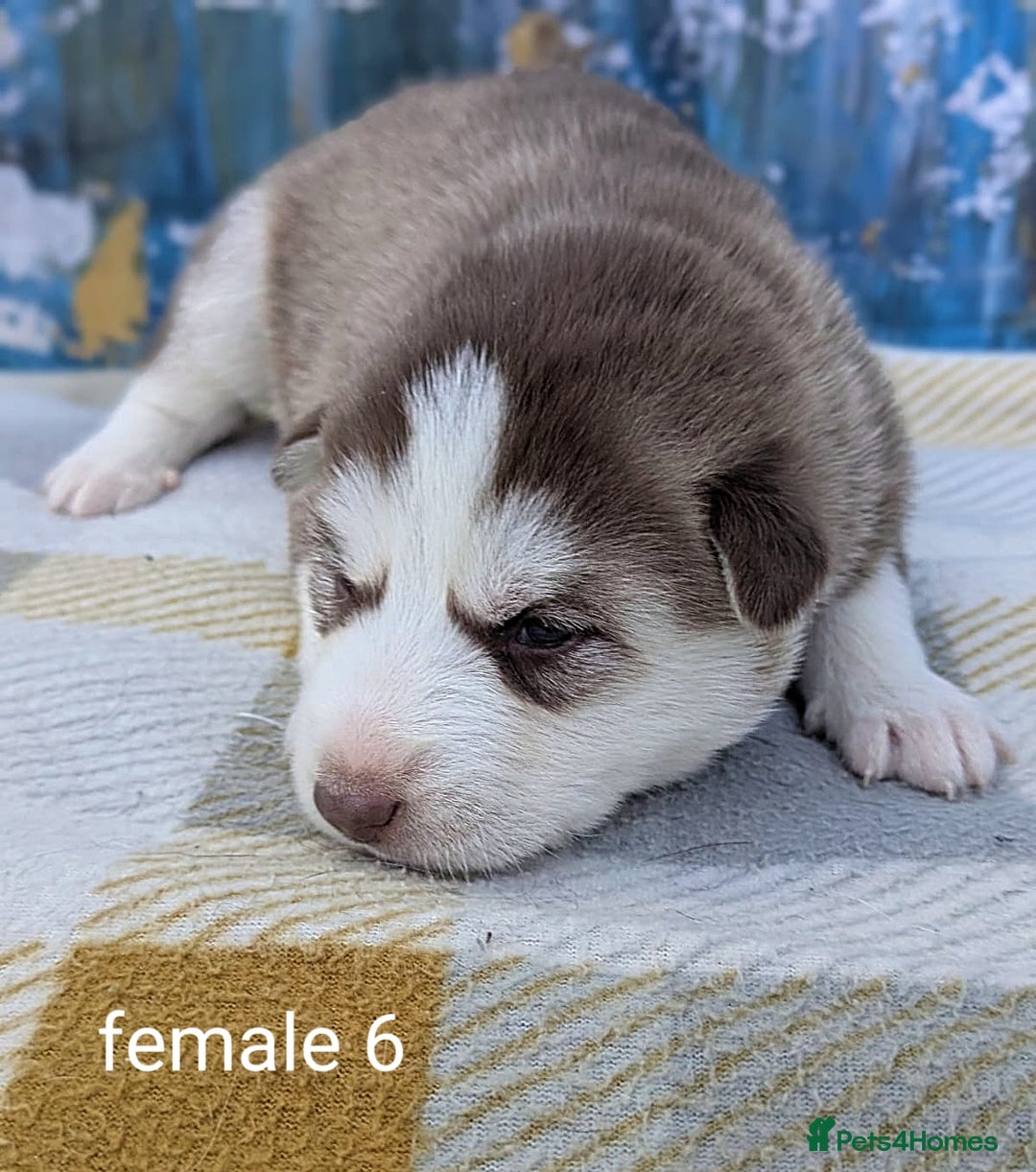 Siberian Husky dogs for sale: Beautiful Siberian Huskies-all with blue eyes - Advert 8