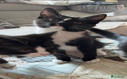 Mixed Breed cats for sale: 6 months old kitten  - Advert 5