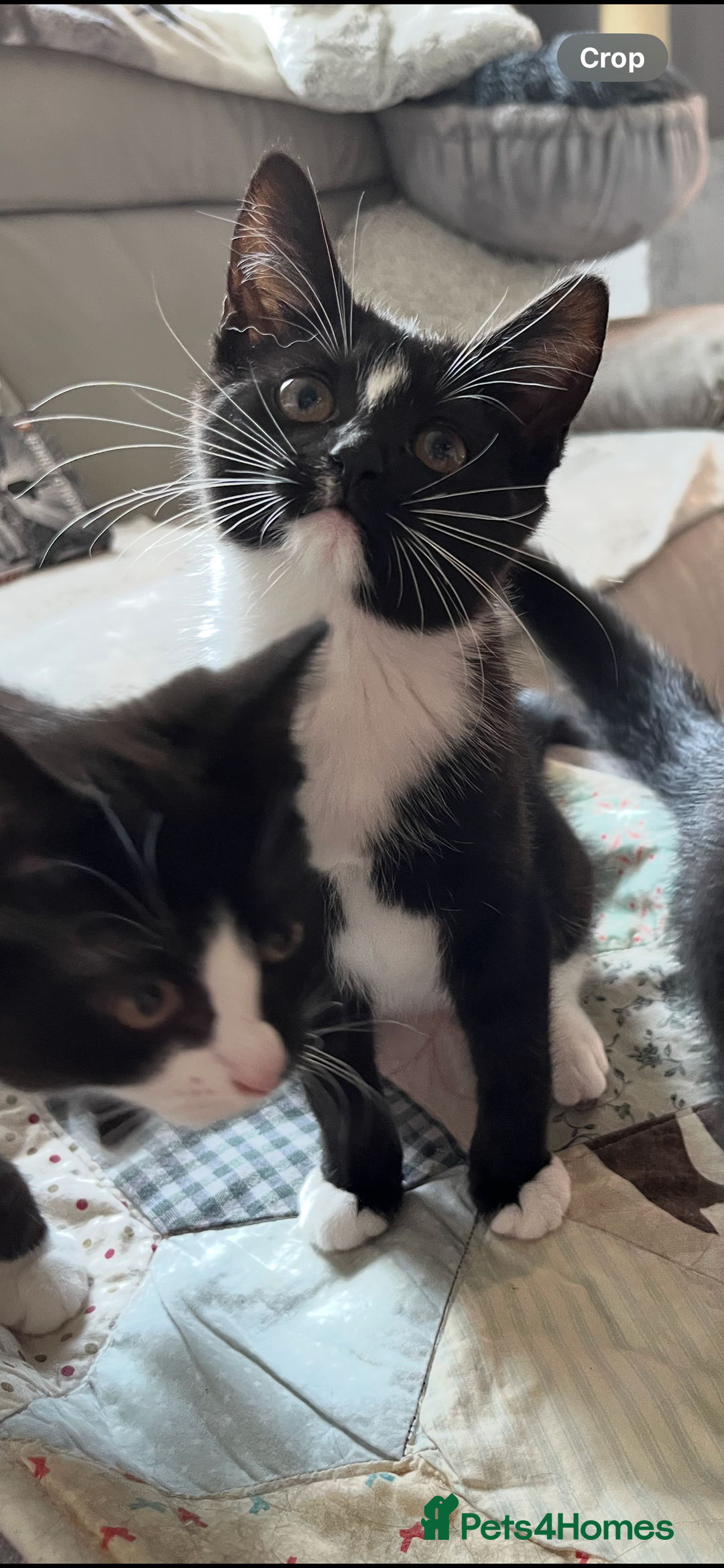 Mixed Breed cats for sale: 6 months old kitten  - Advert 5