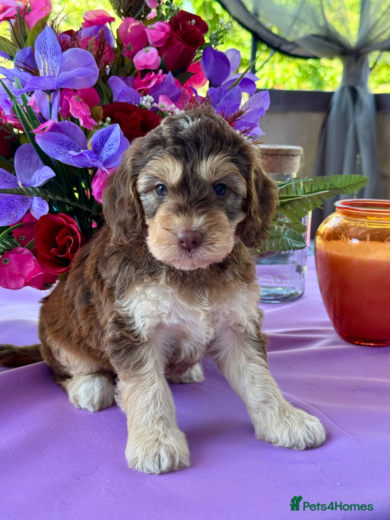 Cockapoo dogs 8 gorgeous f1 dna tested clear cockerpoos - Advert 4