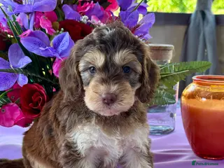 Cockapoo dogs 8 gorgeous f1 dna tested clear cockerpoos - Advert 4