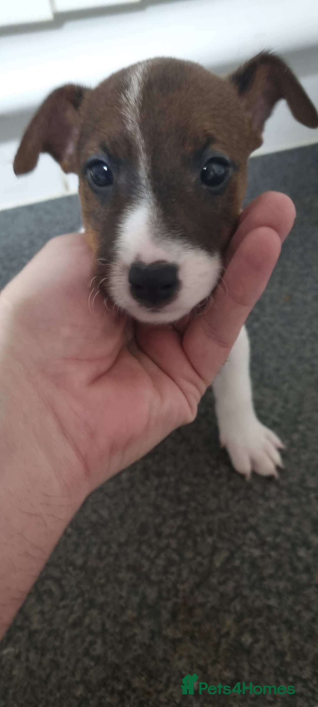 Jack Russell dogs for sale: Jack Russel puppies  - Advert 18