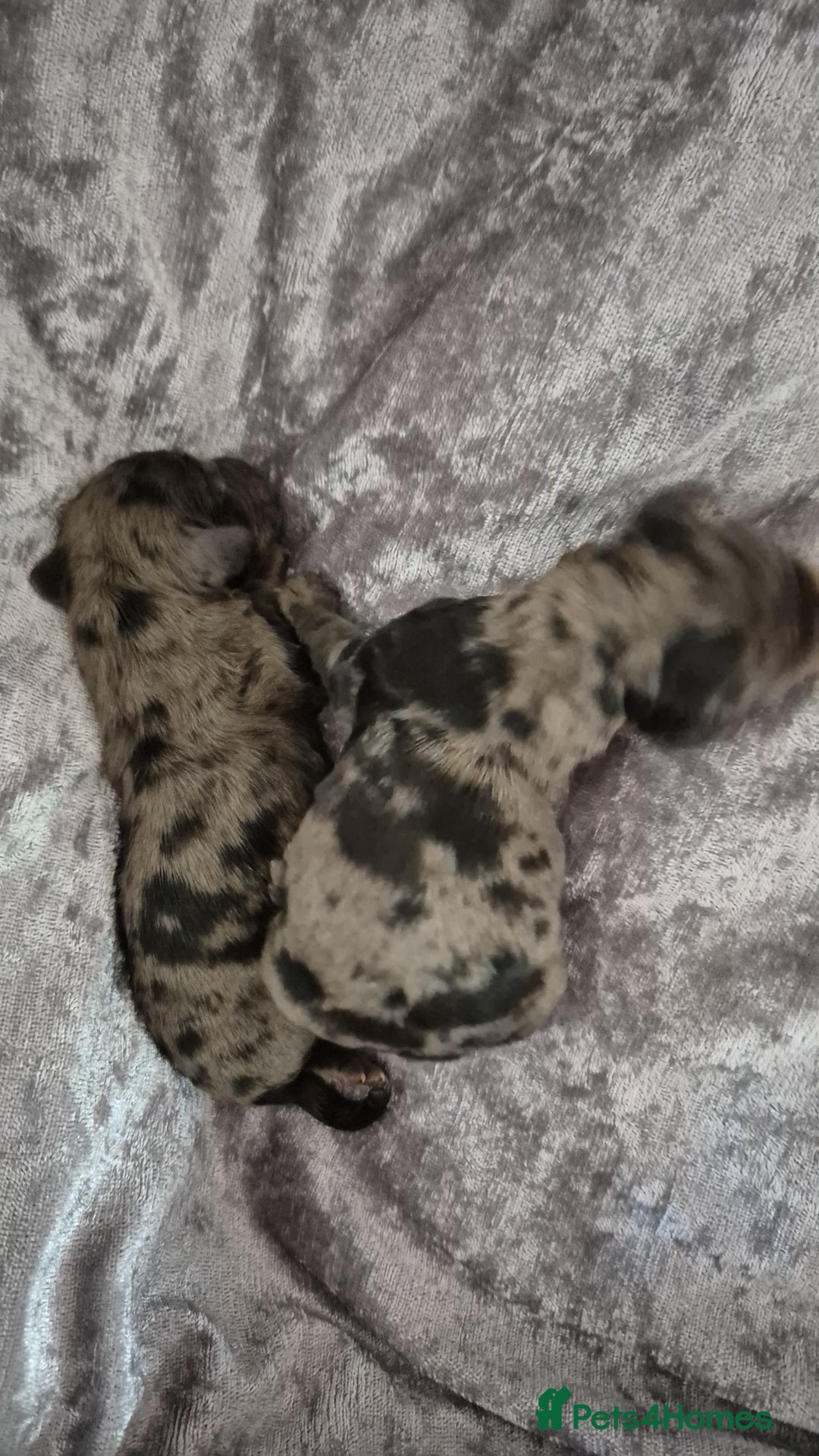 Cocker Spaniel dogs for stud: Merle Cocker stud in Shildon - Image 12