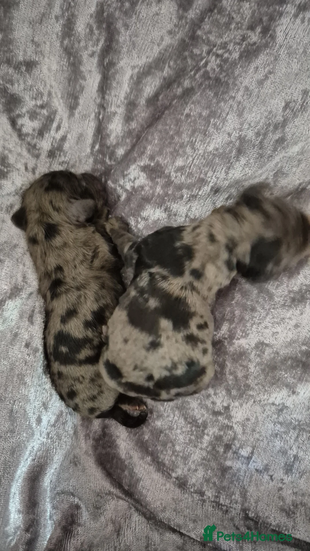 Cocker Spaniel dogs for stud: Merle Cocker stud in Shildon - Advert 14