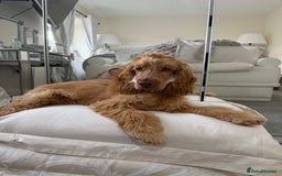 Cocker Spaniel dogs for sale: Cocker spaniel - Show (female) 6 months old  - Image 2
