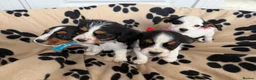 Mixed Breed dogs for sale: Beautiful Jackaliers - Advert 7