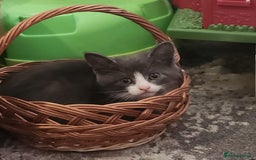 Mixed Breed cats for sale: Gorgeous Kittens  - Image 7
