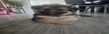 German Shepherd Puppy 1