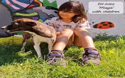 Mixed Breed dogs for adoption: Maya, 1 yr old approx, Available for adoption. - Image 3