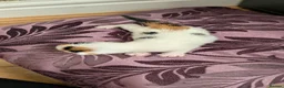 Mixed Breed cats for sale: £40 each or 2 for £70 - read description :) in Liverpool - Advert 19