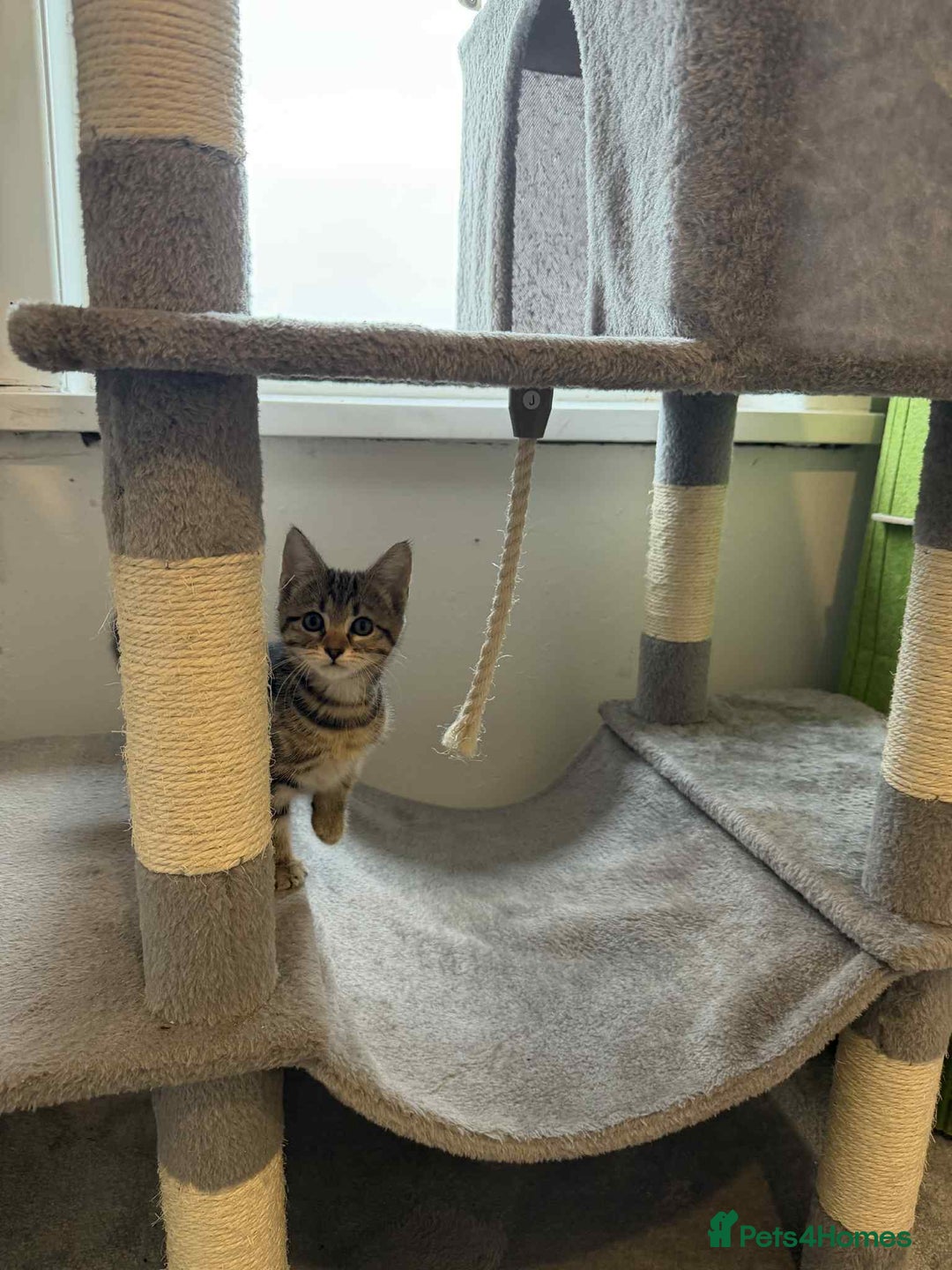 Mixed Breed cats for sale: Adorable Kittens Looking for Forever Homes! 🐱💕 - Image 11