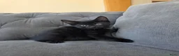 Mixed Breed cats for sale: 2 beautiful male kittens left - Advert 4