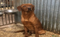 Labrador Retriever dogs for sale: working bred Labrador pups - Image 6