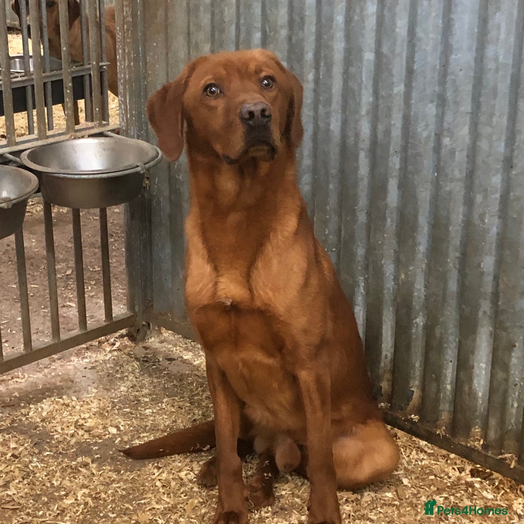 Labrador Retriever dogs for sale: working bred Labrador pups - Image 6