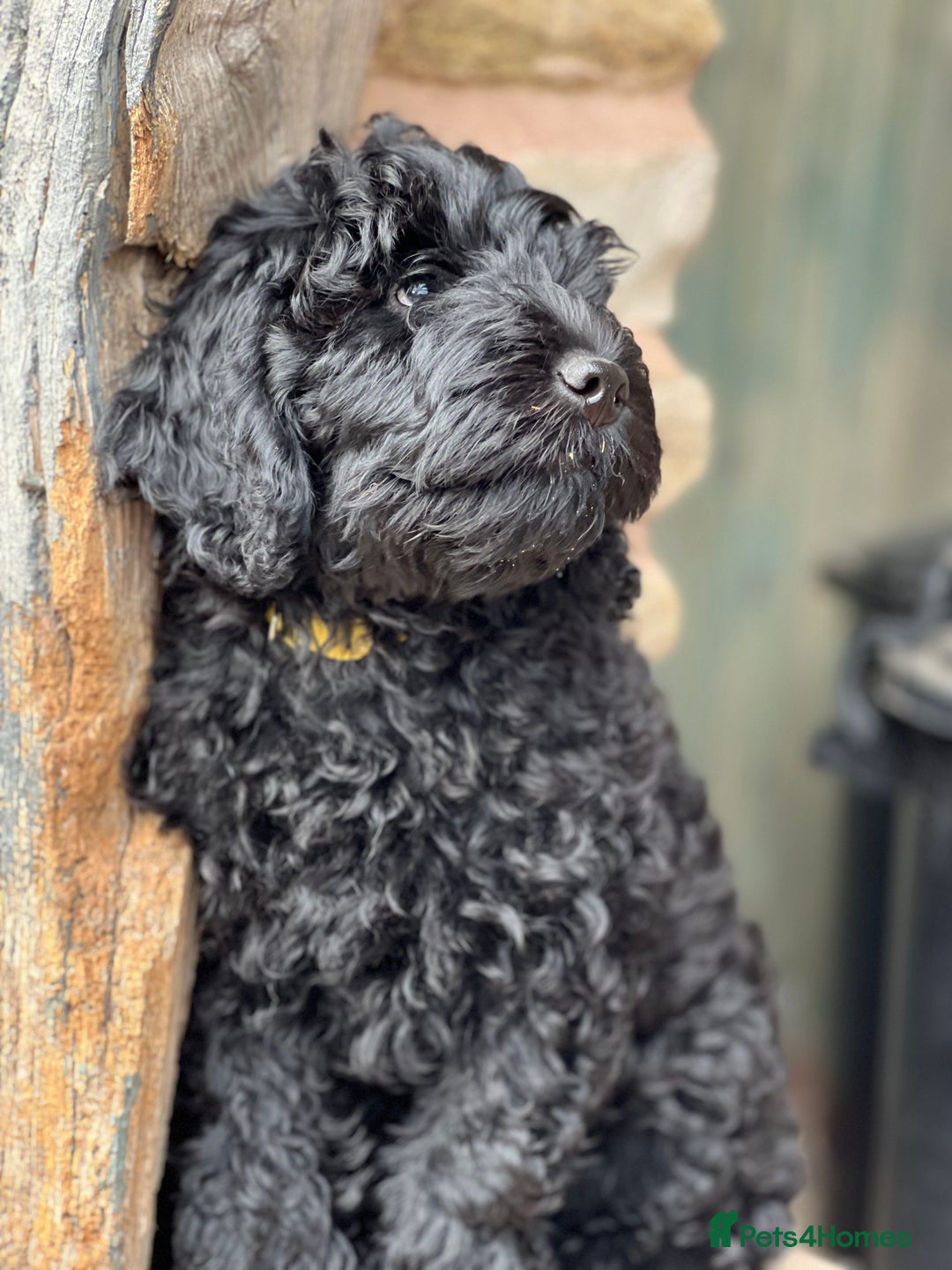 Mini Goldendoodle dogs for sale: Stunning mini F1bb Goldendoodles - Image 2
