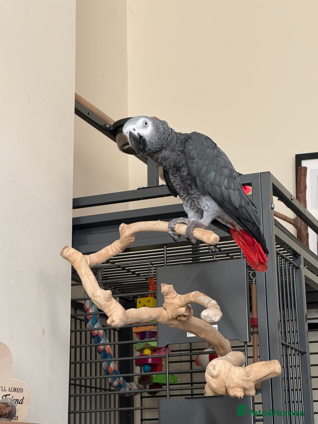 Parrots birds for sale: African grey parrot – Smokey – Loving Home Wanted - Advert 3
