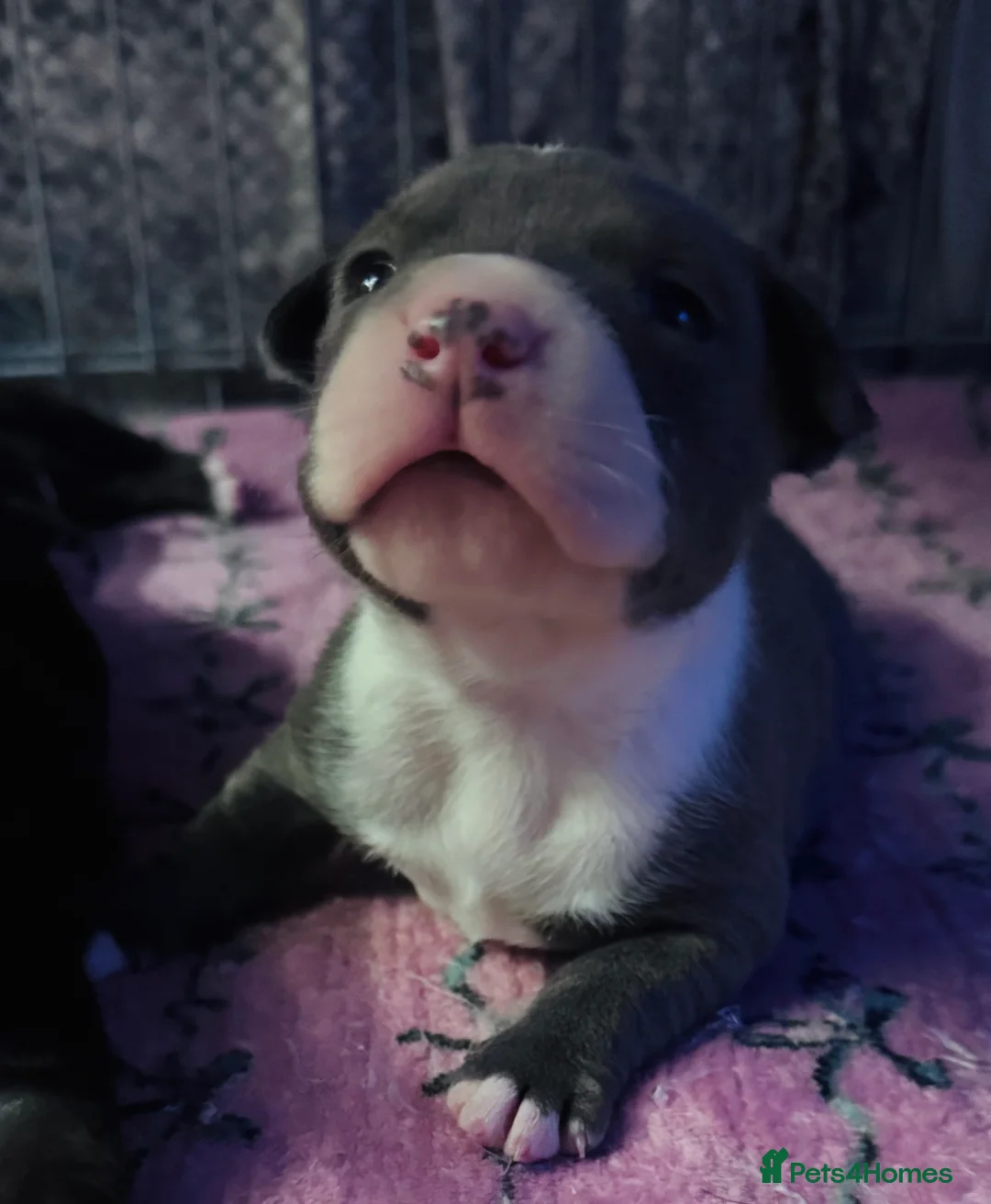 Staffordshire Bull Terrier dogs for sale: Staffordshire bull terrier 3 males  - Advert 20