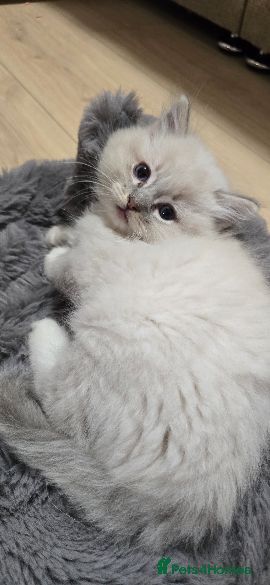 Ragdoll cats for sale: Stunning Ragdoll kittens .TICA registered  - Advert 4