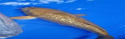 Koi Carp fish for sale: Small Medium & Large Koi Pond Fish in Chorley Carp - Advert 8