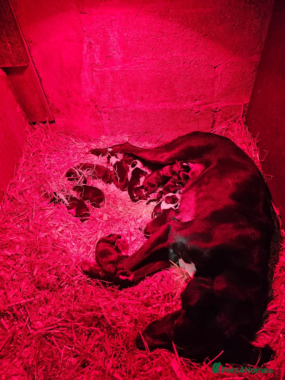 Mixed Breed dogs for sale: Collie whippet puppies  - Advert 2