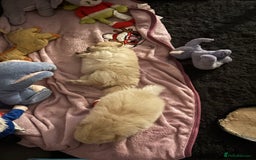 Pomeranian dogs for sale: 2 beautiful teddy bears poms  - Image 9