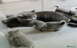 British Shorthair cats for sale: British Shorthair Kittens – Only 2 Left, Ready Now - Image 6