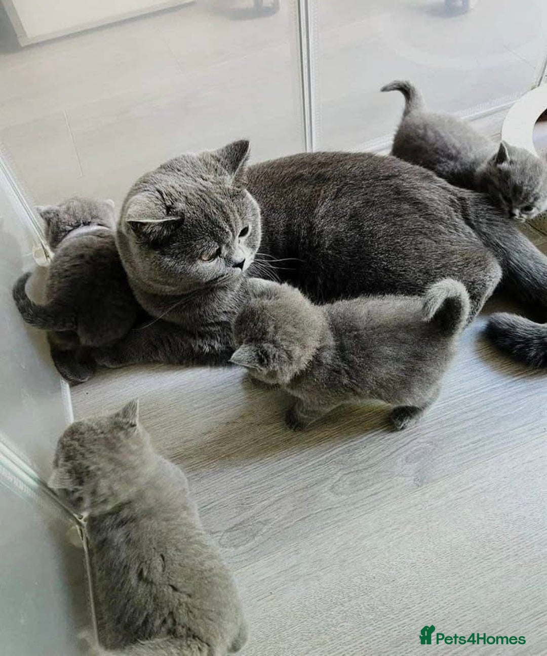 British Shorthair cats for sale: British Shorthair Kittens – Only 2 Left, Ready Now - Image 6