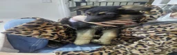 German Shepherd dogs for sale: German Shepherd male Ready now  - Advert 5