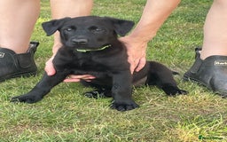 Mixed Breed dogs for sale: Belgium shepherd cross Rottweiler Labrador  - Image 11