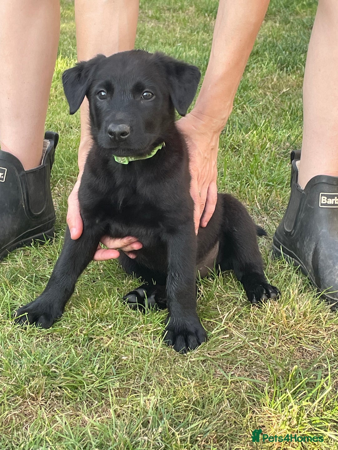 Mixed Breed dogs for sale: Belgium shepherd cross Rottweiler Labrador  - Image 11
