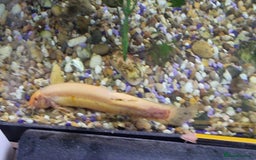 Gouramis fish for sale: Gourami catfish knife gish - Image 12