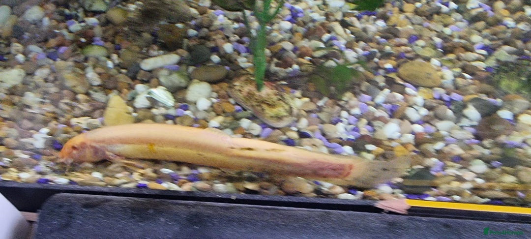 Gouramis fish for sale: Gourami catfish knife gish - Image 12